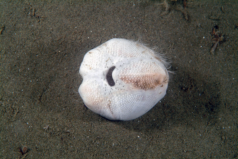 Echinocardium sp.